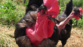 There's a Plan to Breed Bald Chickens That Can Survive Global Warming
